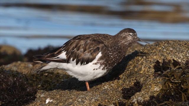 Black Turnstone - ML640467727