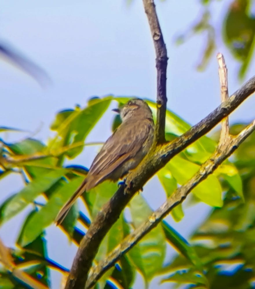 Crowned Slaty Flycatcher - ML640467784