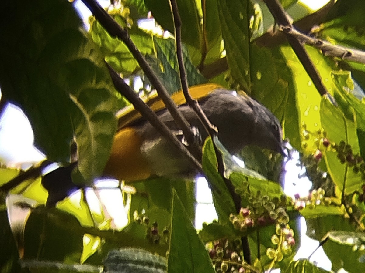 Gray-bellied Bulbul - ML640467791
