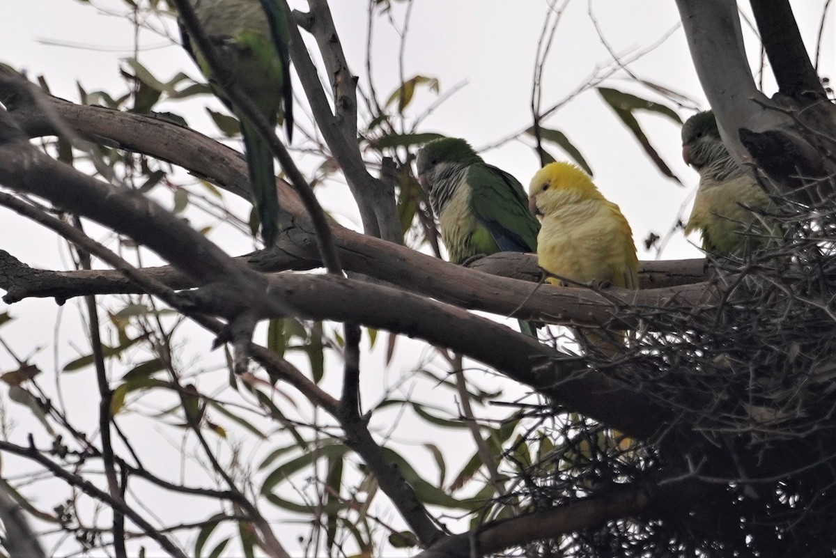 Monk Parakeet - ML640467860