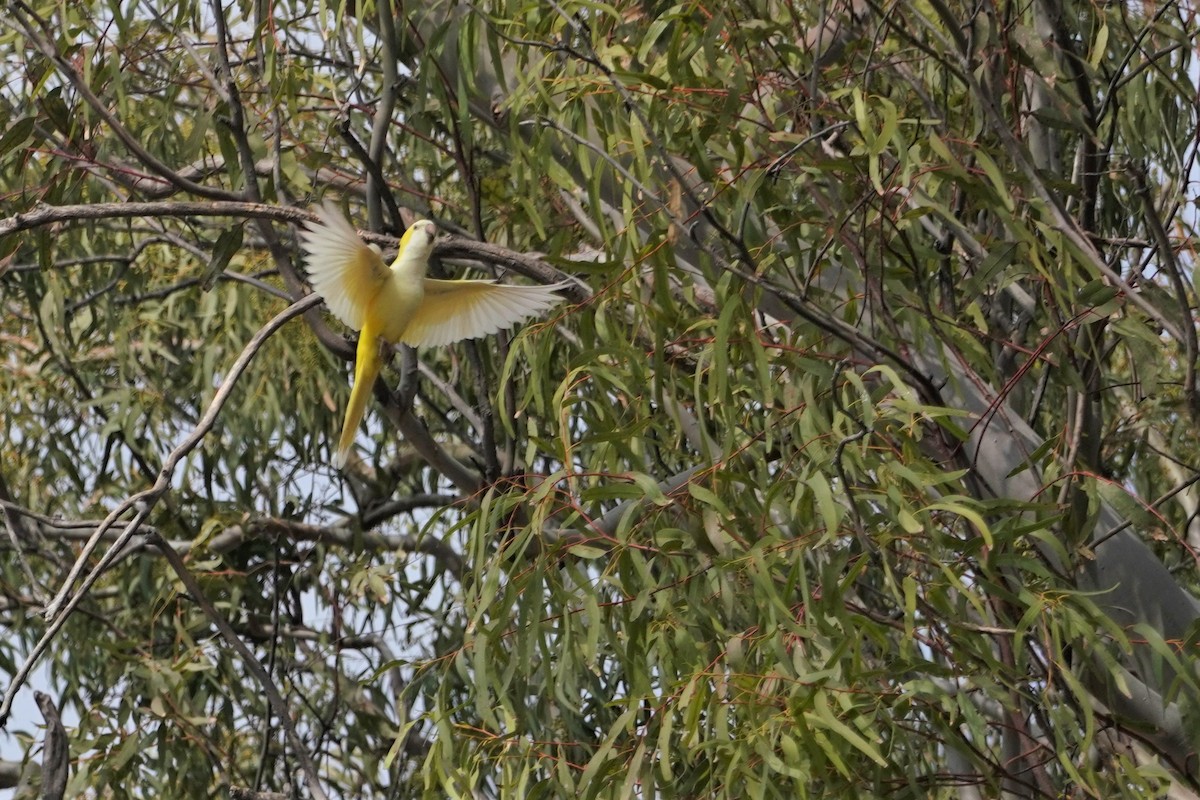 Monk Parakeet - ML640467861