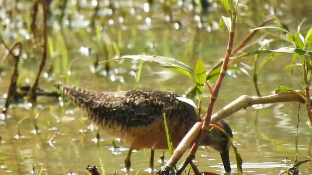 Short-billed Dowitcher - ML640467933