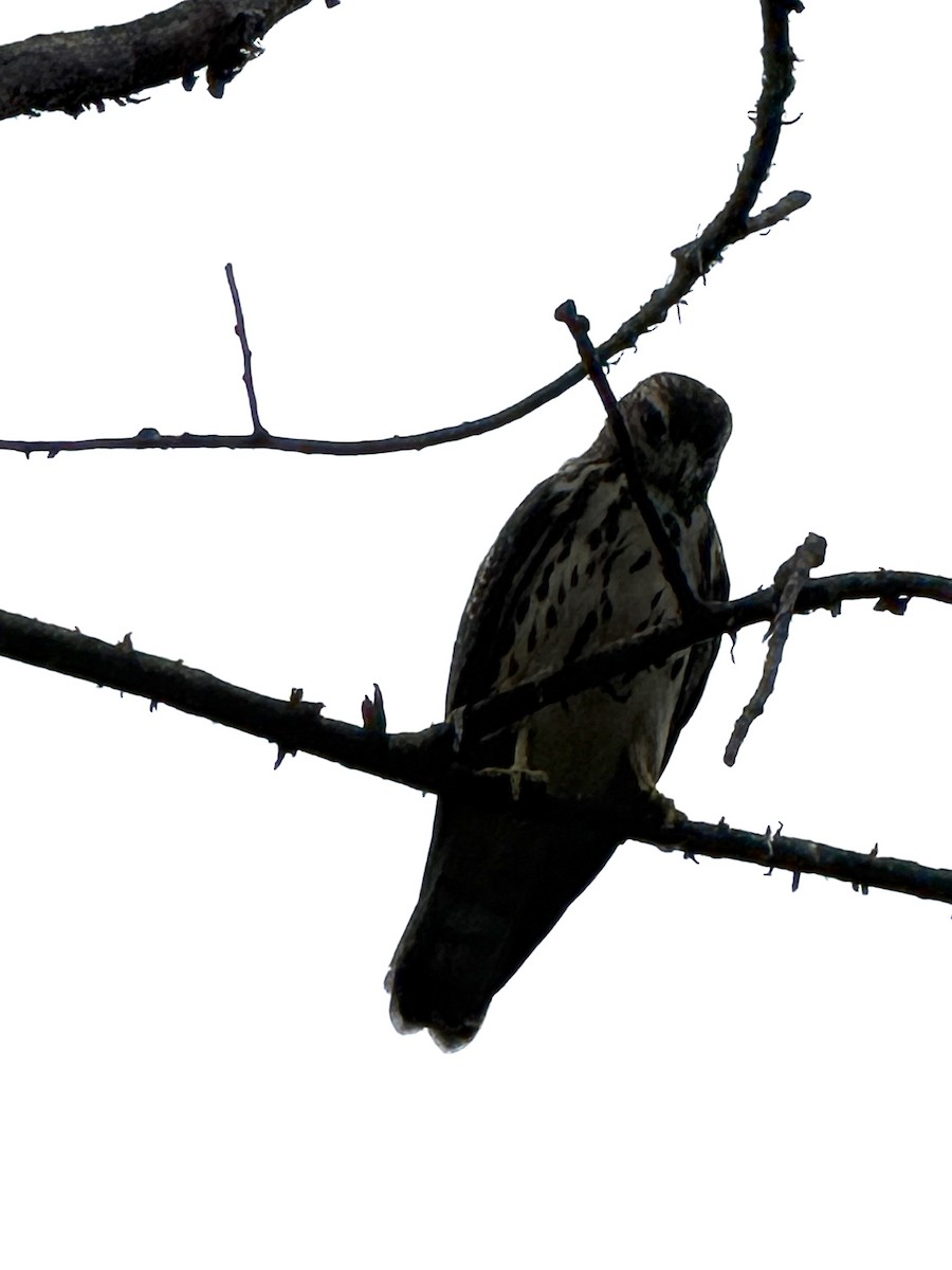 Broad-winged Hawk - ML640467952