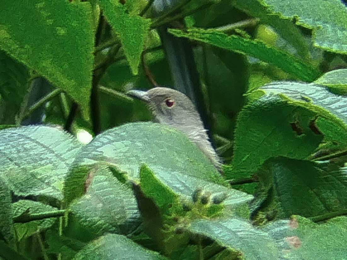 Spectacled Bulbul - ML640467962