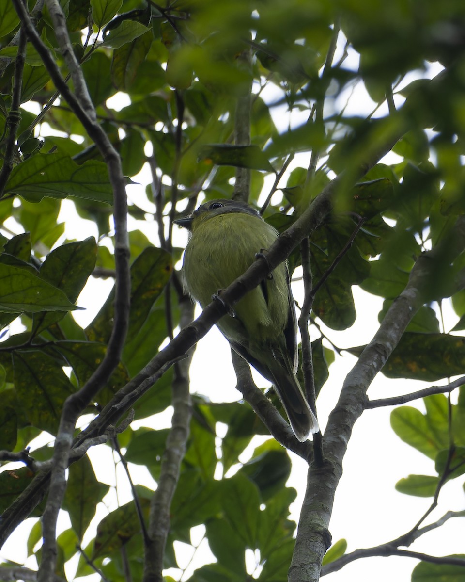 Wing-barred Piprites - ML640467981