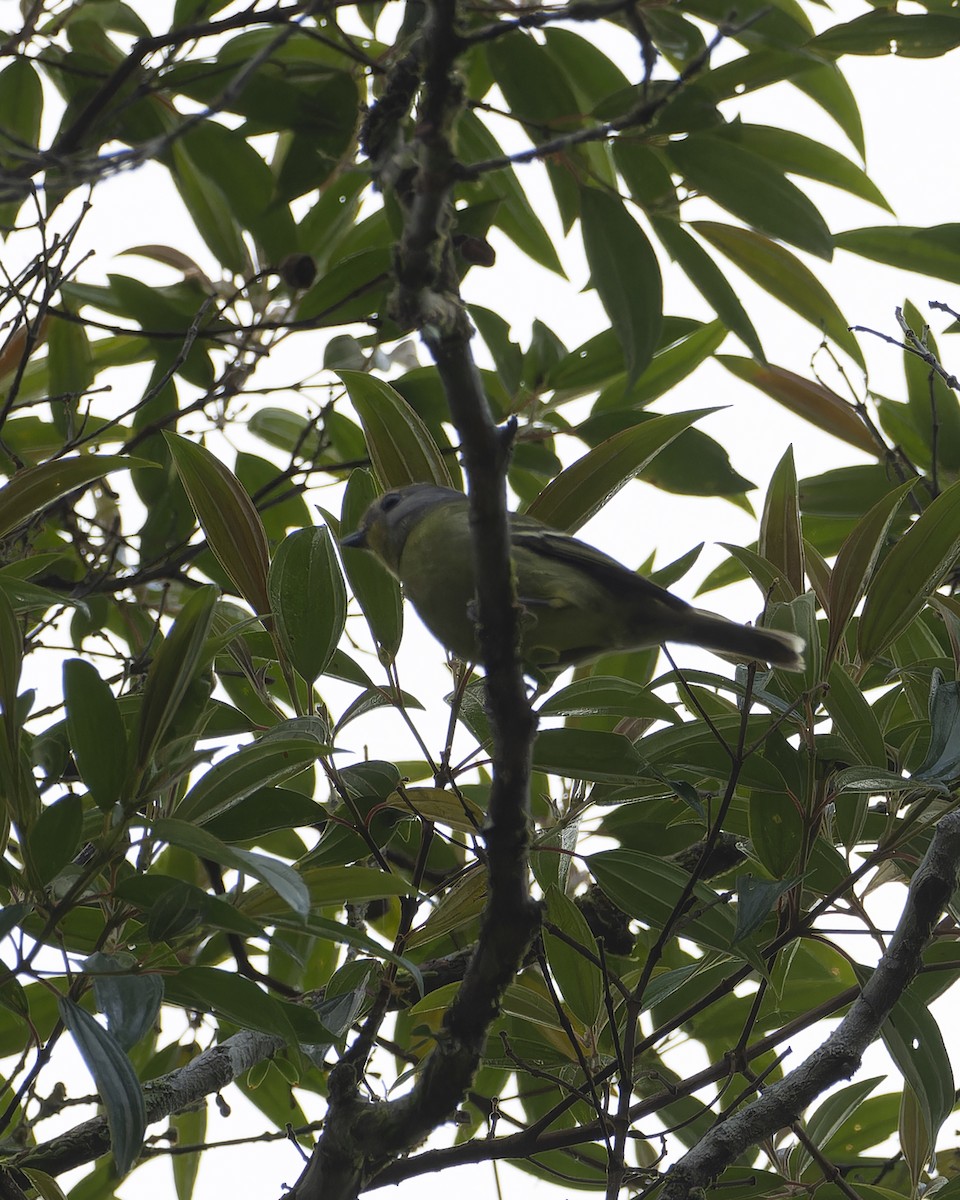 Wing-barred Piprites - ML640467982