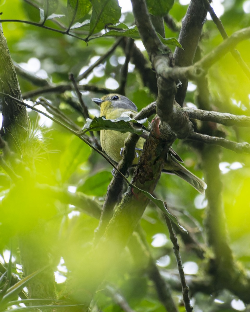 Wing-barred Piprites - ML640467983