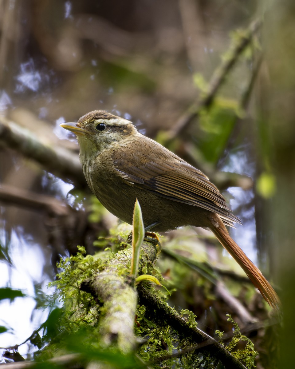 White-browed Foliage-gleaner - ML640468030