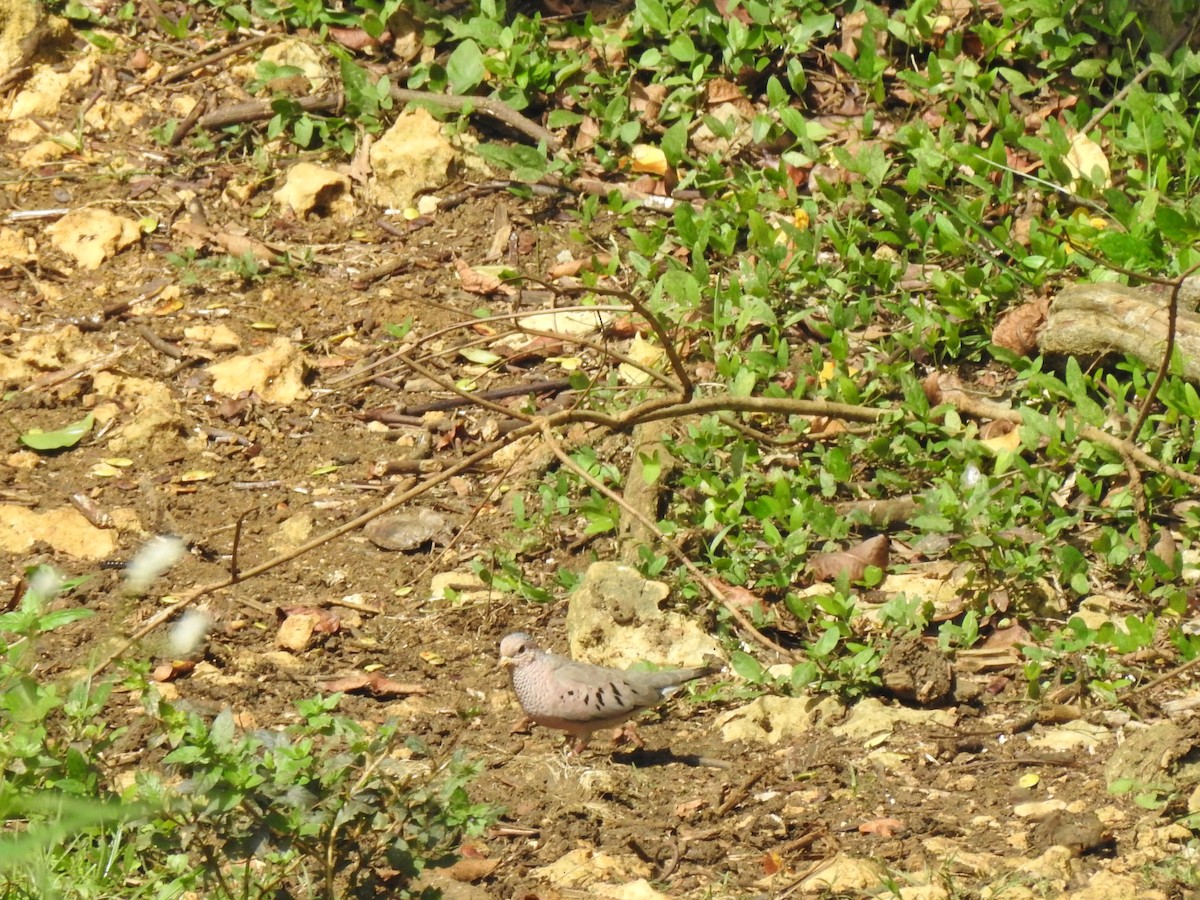 Common Ground Dove - ML640468077