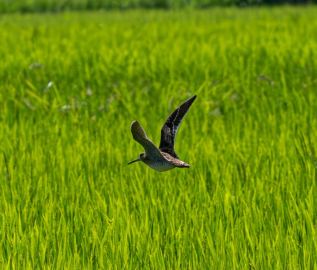 Pin-tailed Snipe - ML640468168