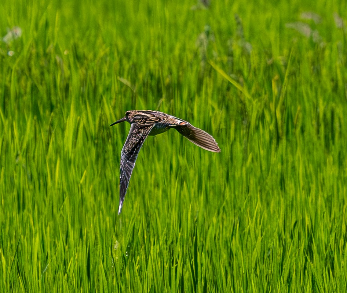 Pin-tailed Snipe - ML640468169