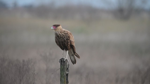 Crested Caracara - ML640468277