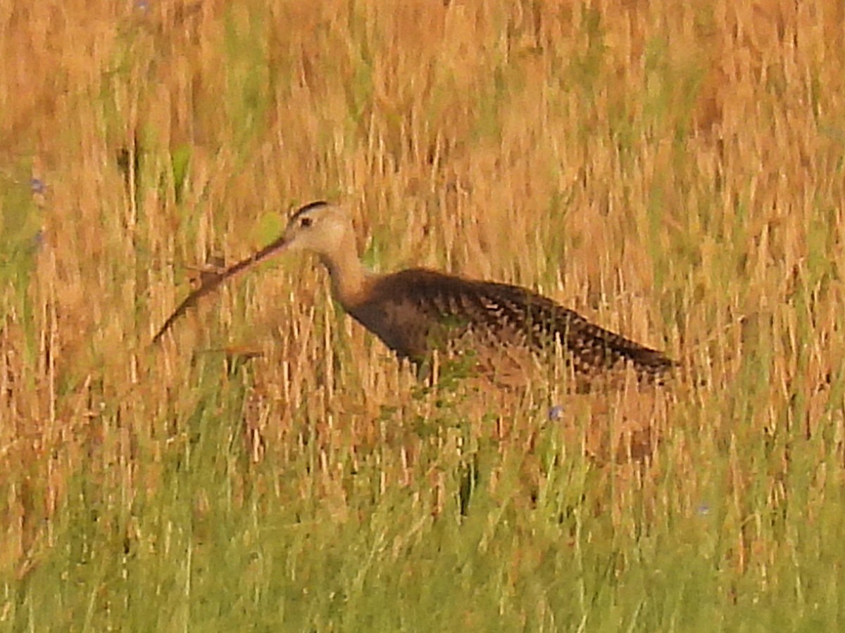 Long-billed Curlew - ML640468341
