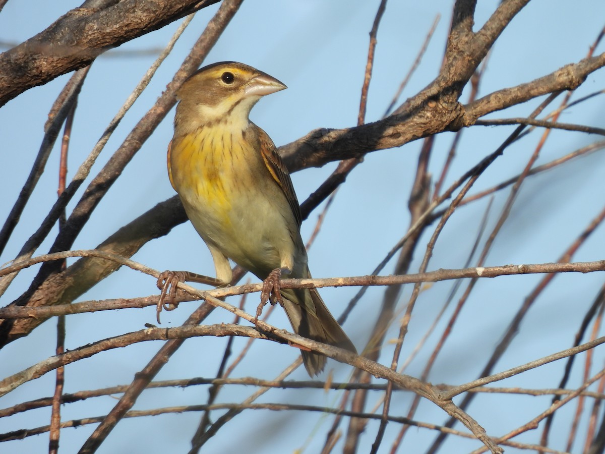 Dickcissel - ML640468355