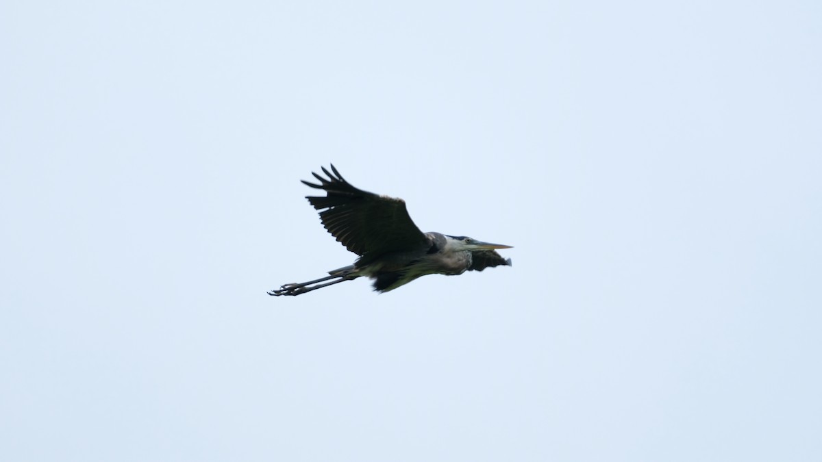 Great Blue Heron - ML640468451