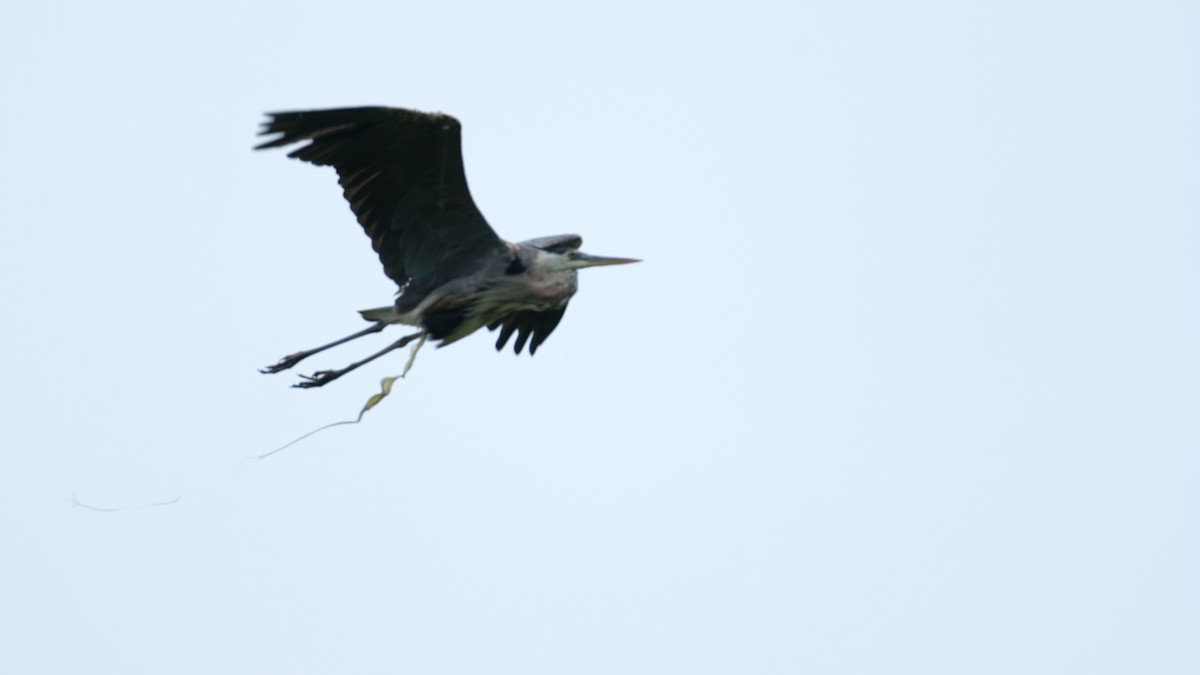 Great Blue Heron - ML640468453