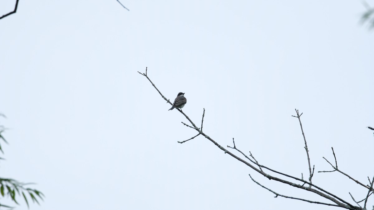 Eastern Kingbird - ML640468454