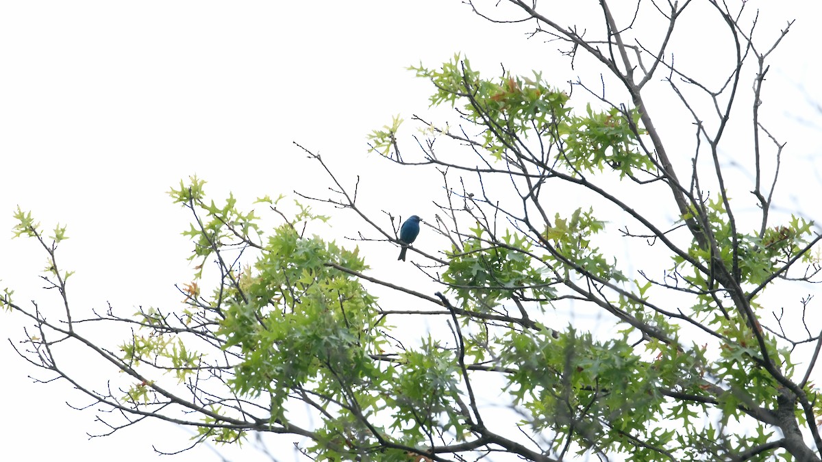 Indigo Bunting - ML640468456