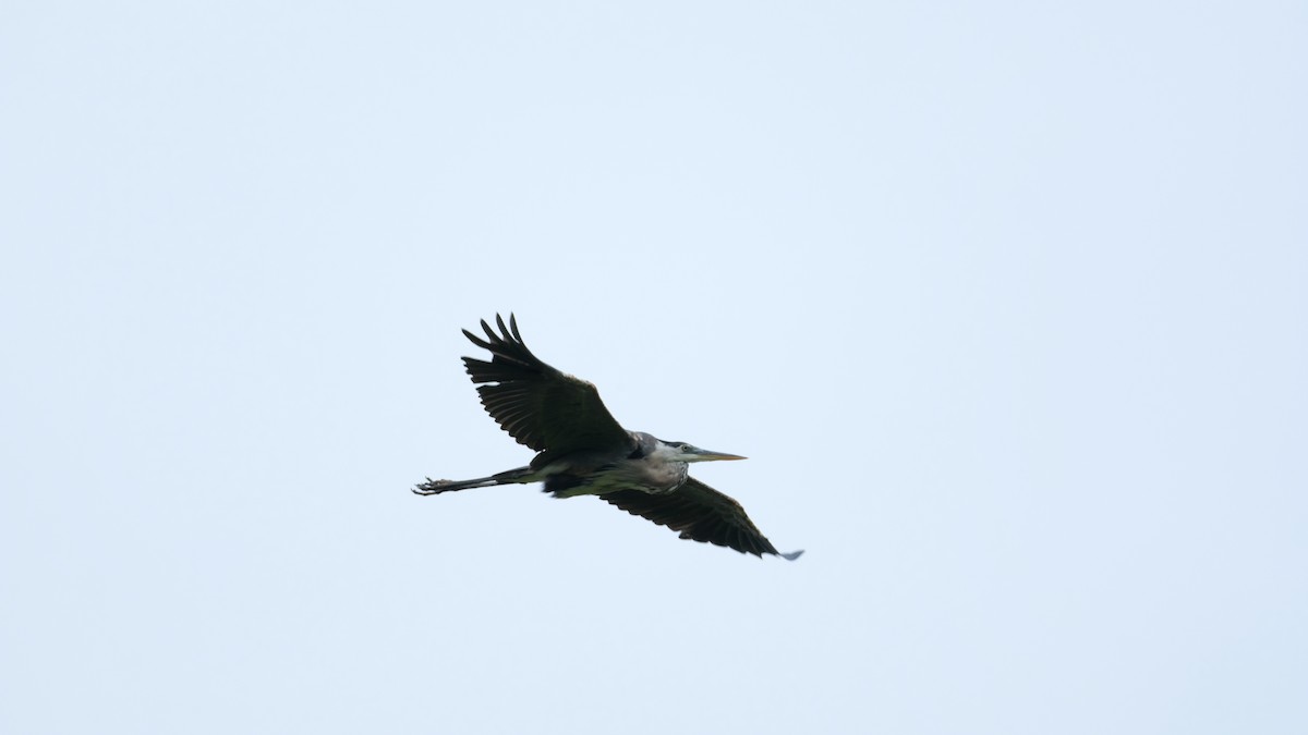 Great Blue Heron - ML640468457