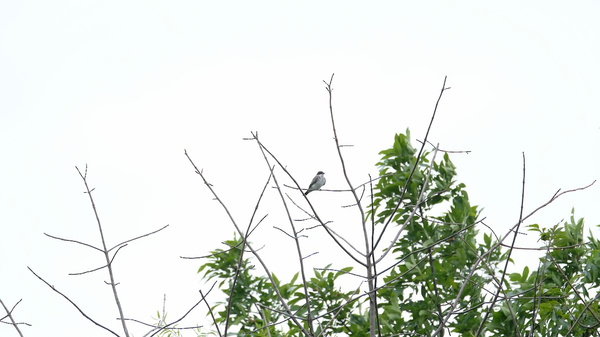 Eastern Kingbird - ML640468458