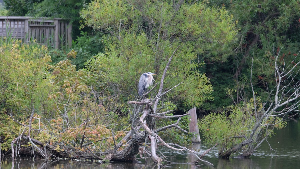 Great Blue Heron - ML640468463