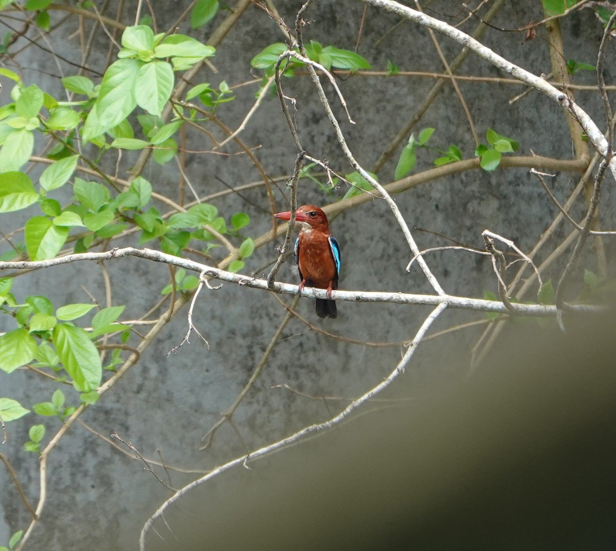 Brown-breasted Kingfisher - ML640468476