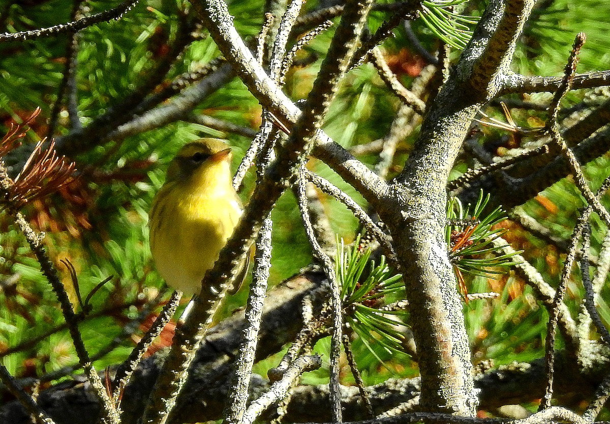 Blackburnian Warbler - ML640468496