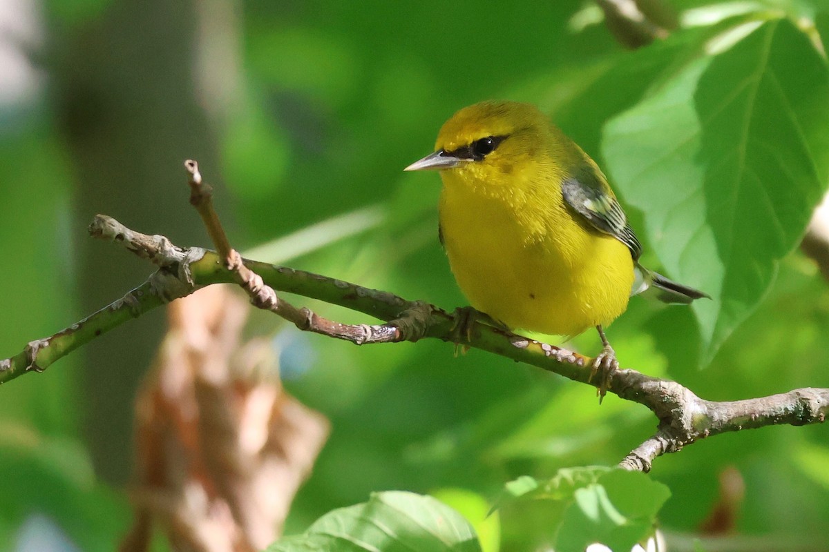 Blue-winged Warbler - ML640468548