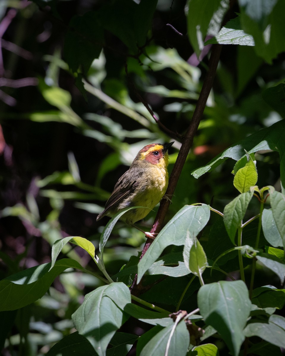 Golden-browed Warbler - ML640468567