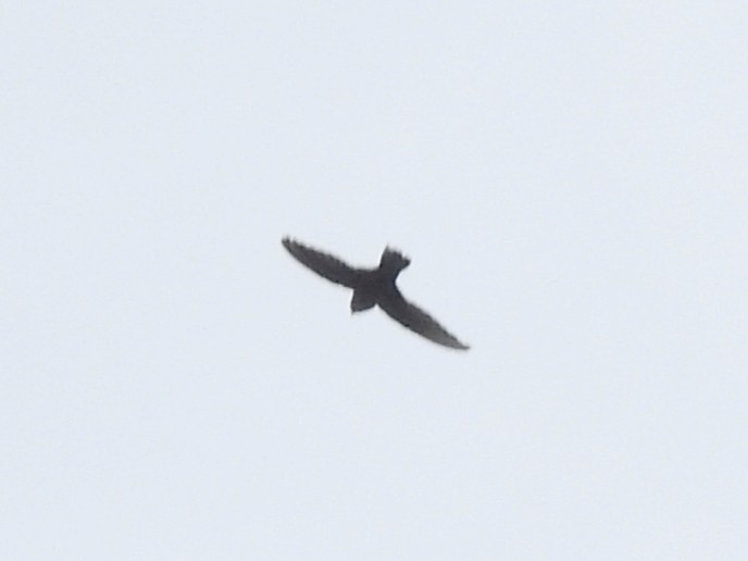 Chestnut-collared Swift - ML640468581