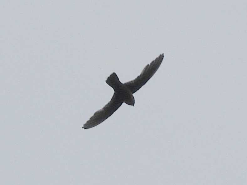 Chestnut-collared Swift - ML640468582