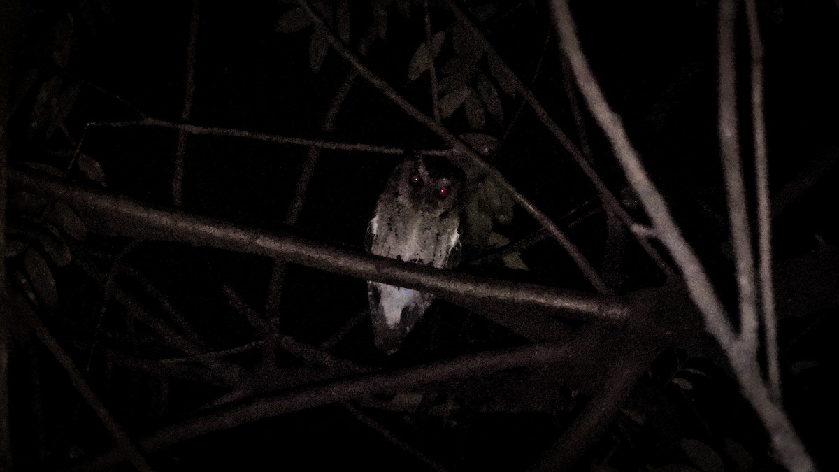 Sunda Scops-Owl - ML640468619