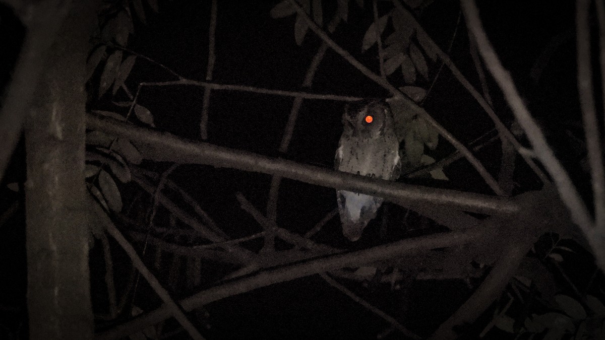 Sunda Scops-Owl - ML640468620