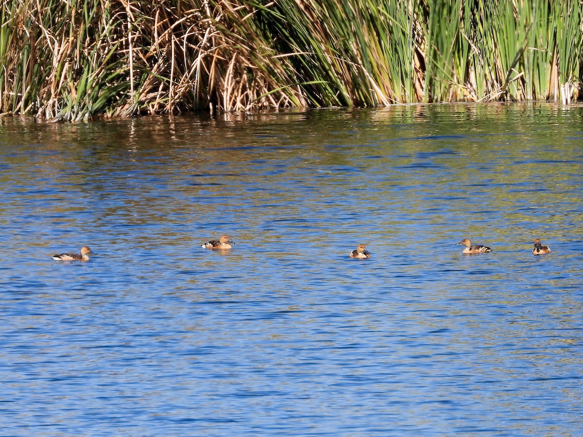 Fulvous Whistling-Duck - ML640468664