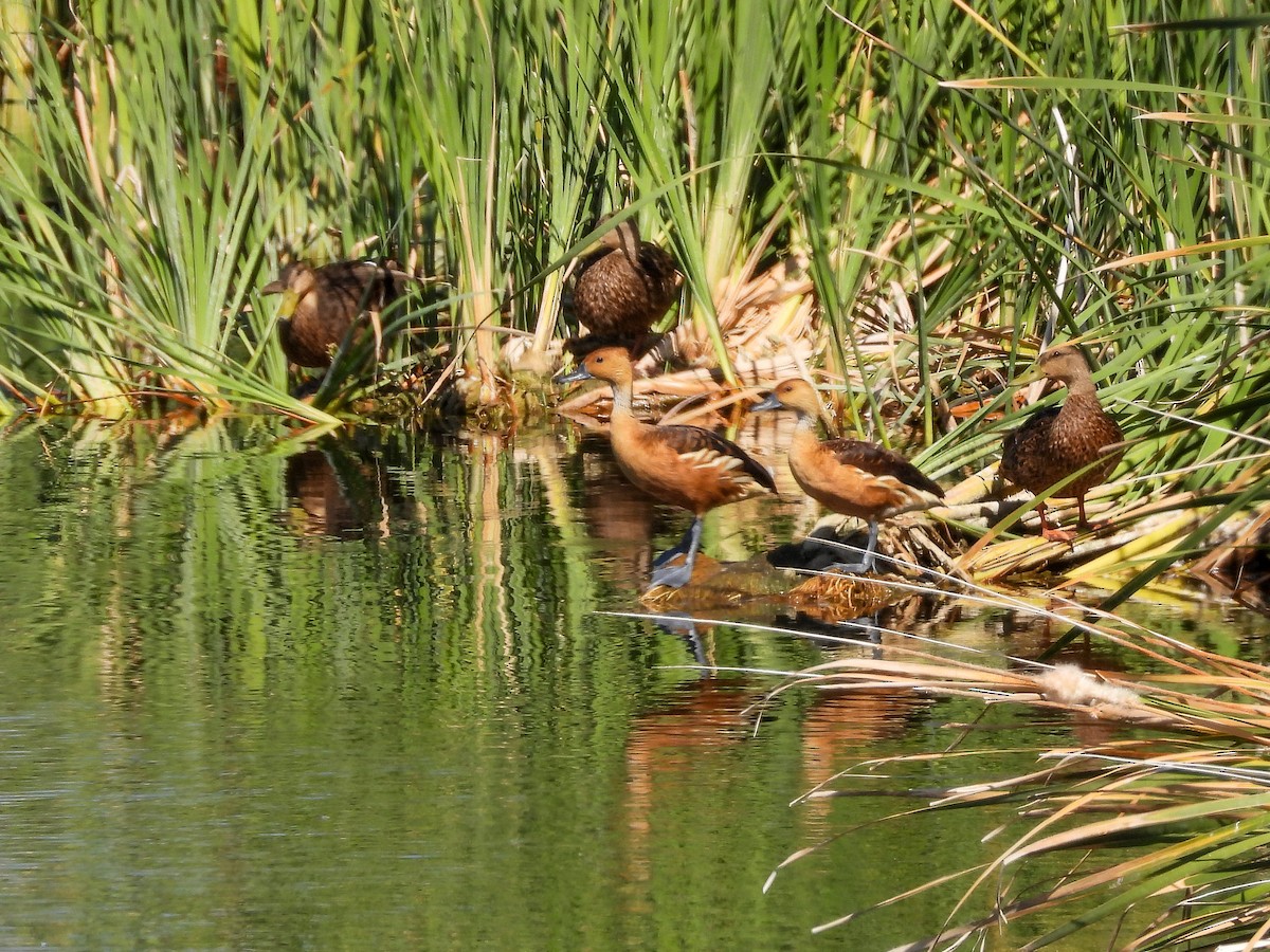 Fulvous Whistling-Duck - ML640468665