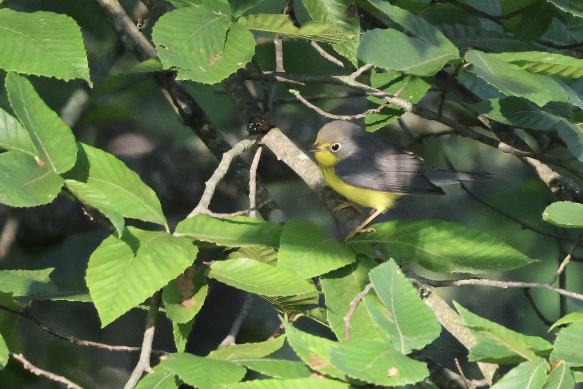 Canada Warbler - ML640468683