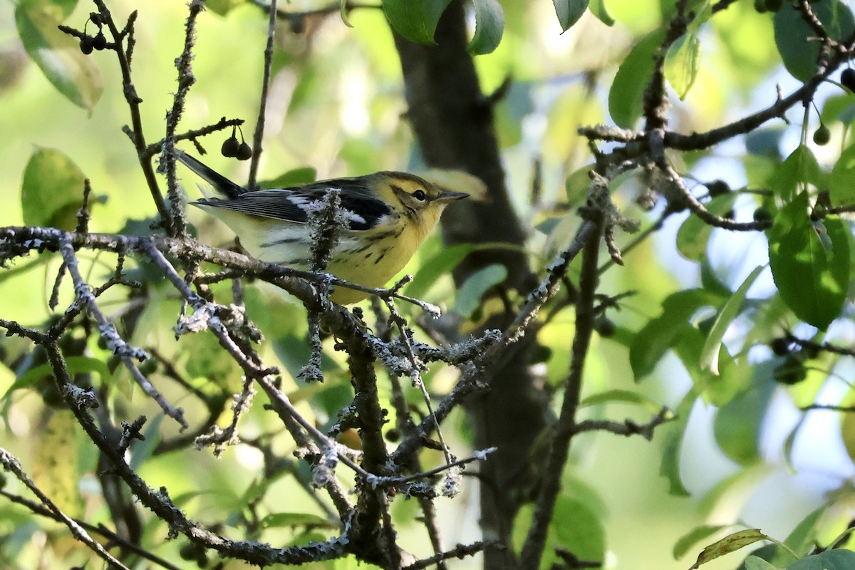 Blackburnian Warbler - ML640468688