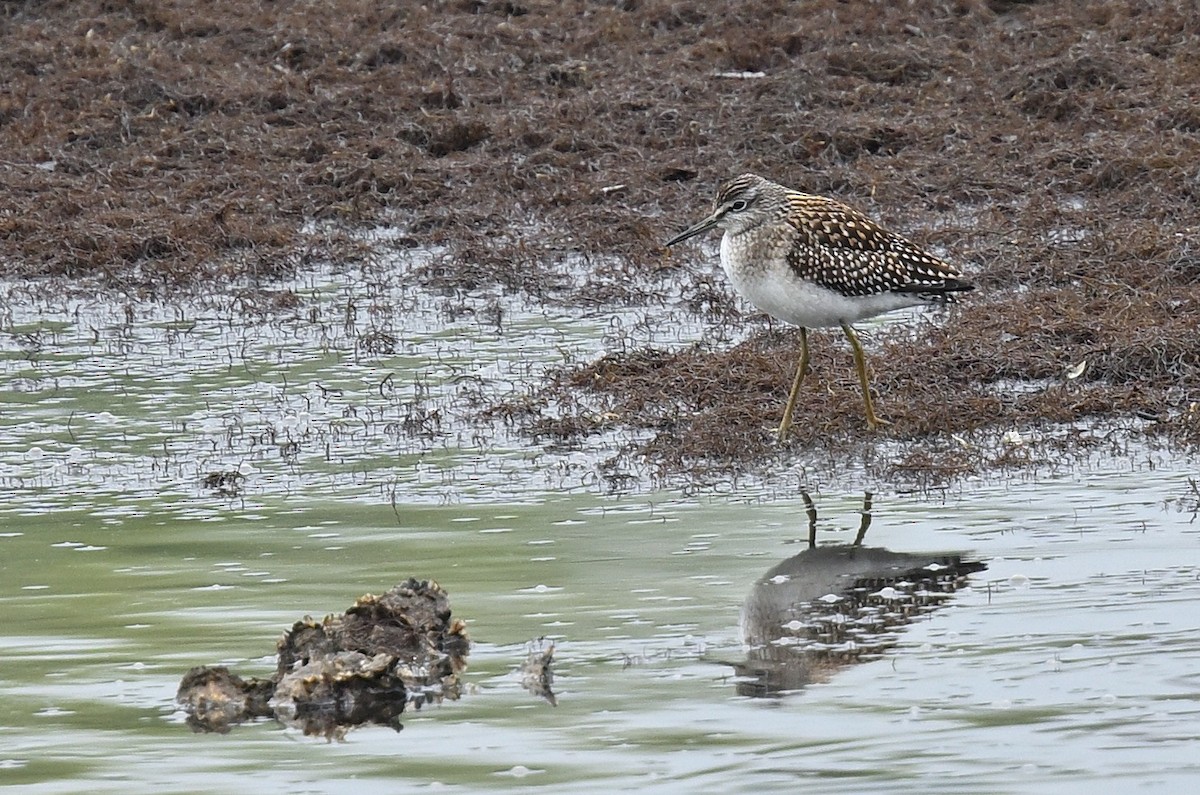 Wood Sandpiper - ML640468723