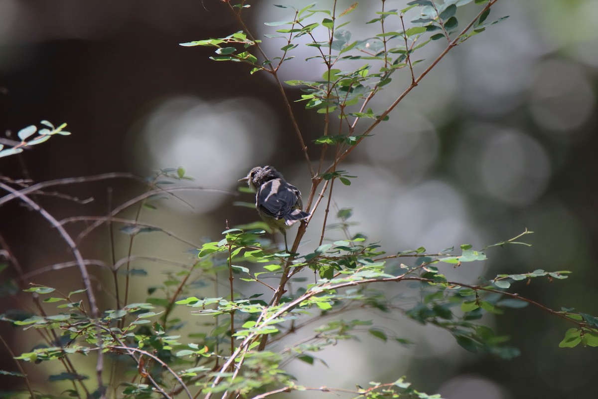 Virginia's Warbler - ML640468737
