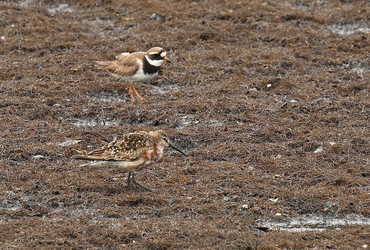 Curlew Sandpiper - ML640468745