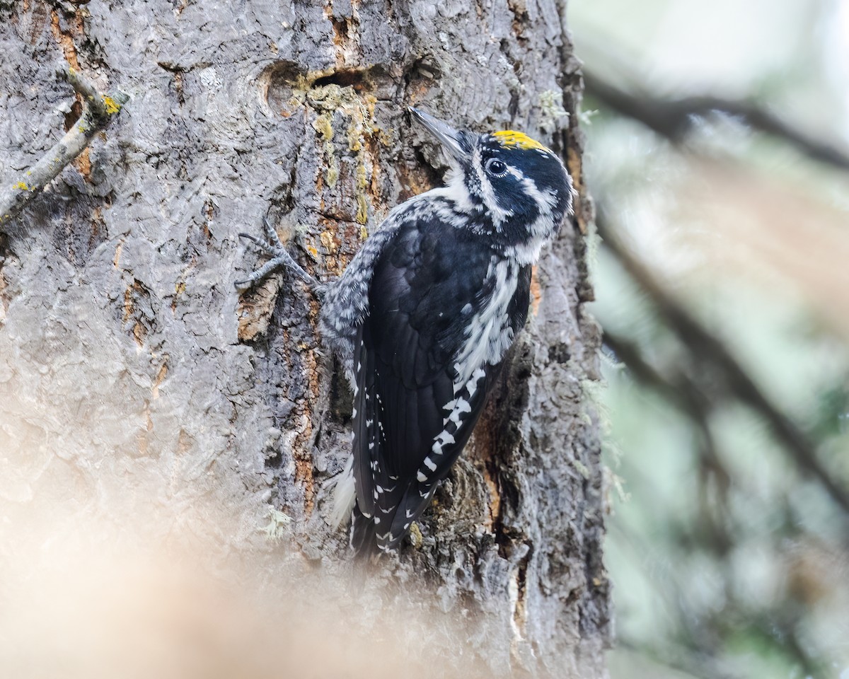 アメリカミユビゲラ - ML640468748