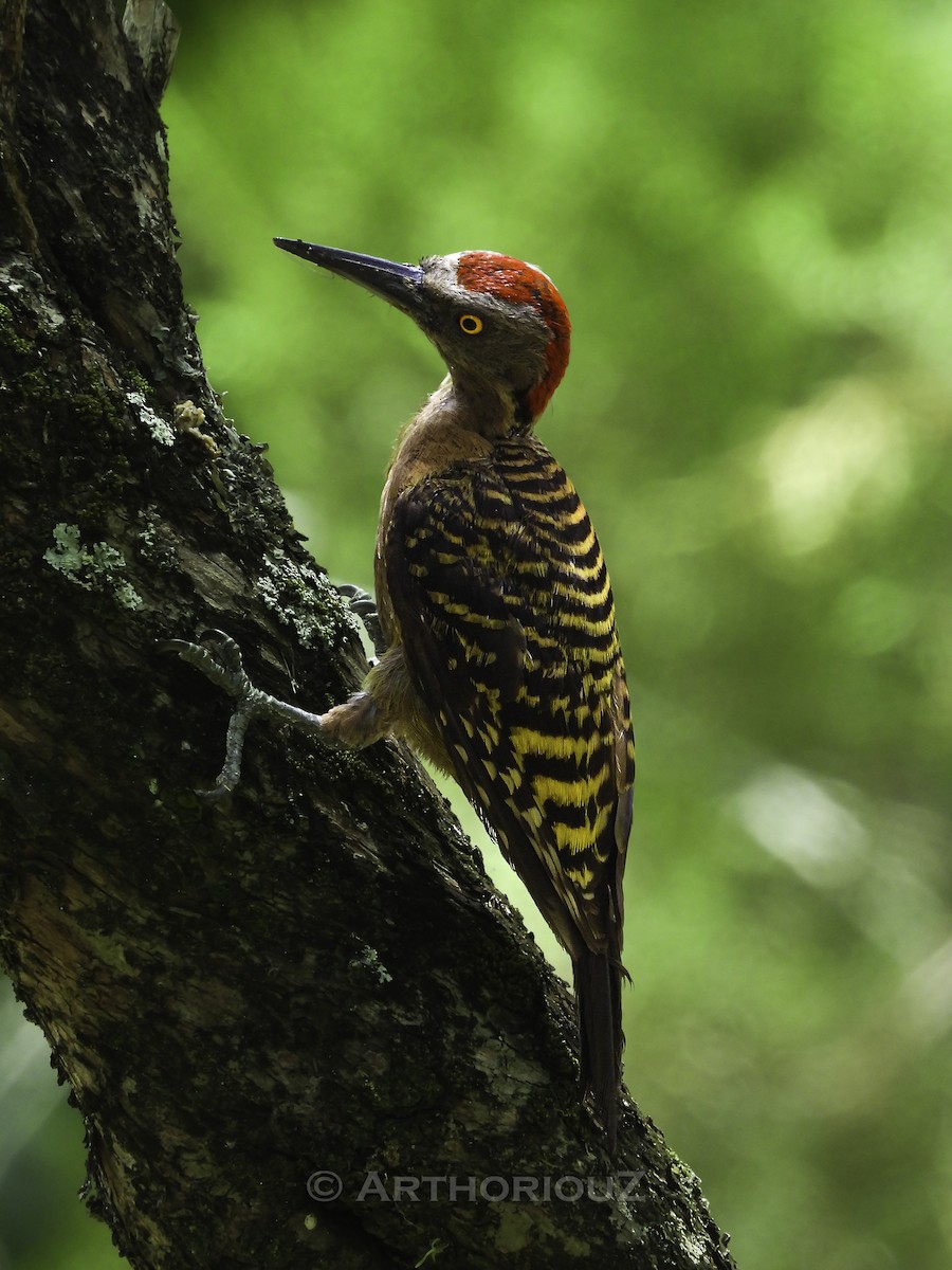 Hispaniolan Woodpecker - ML640468827