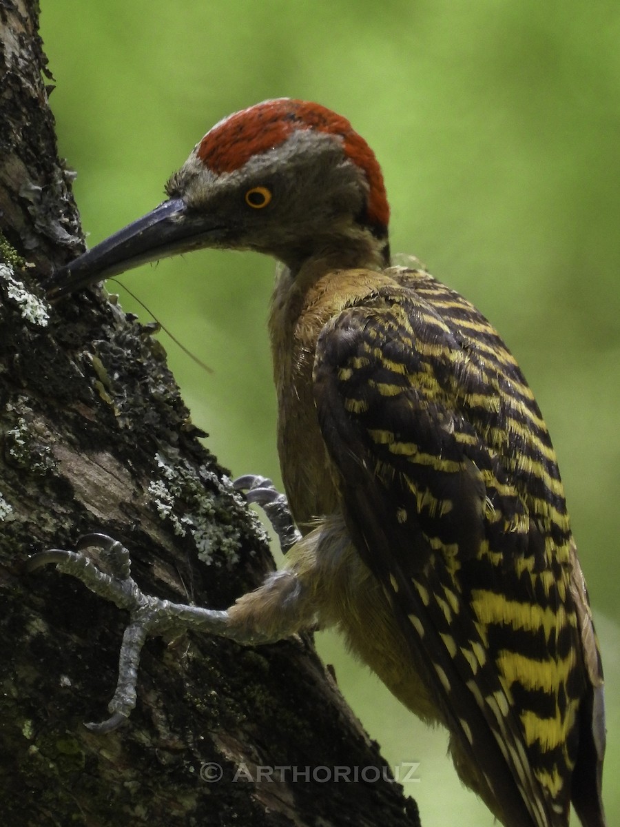 Hispaniolan Woodpecker - ML640468828