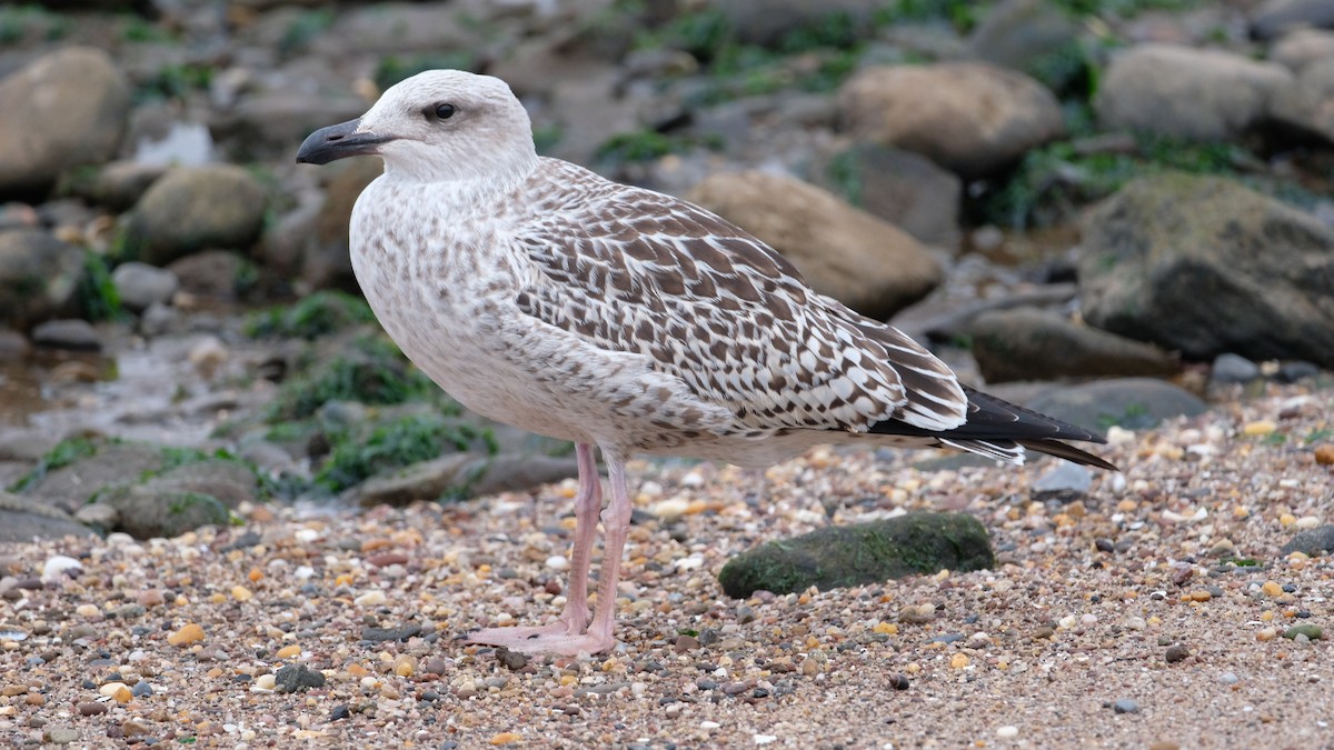 Great Black-backed Gull - ML640468919
