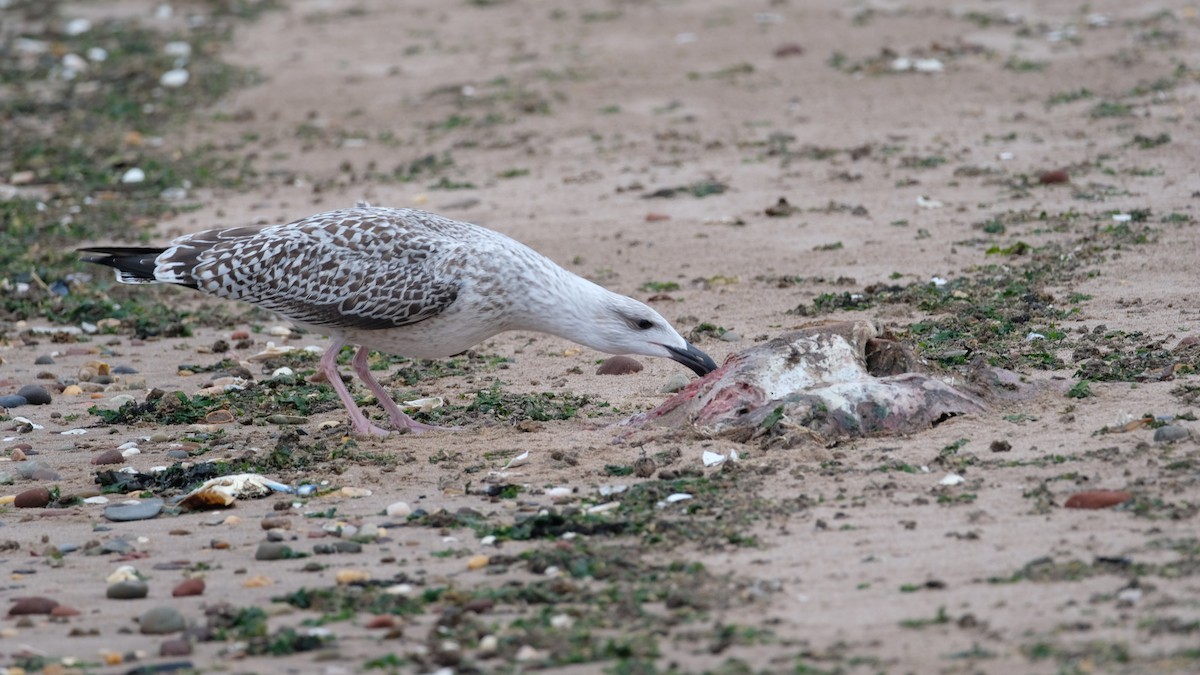 Great Black-backed Gull - ML640468931