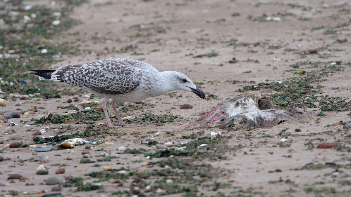 Great Black-backed Gull - ML640468936