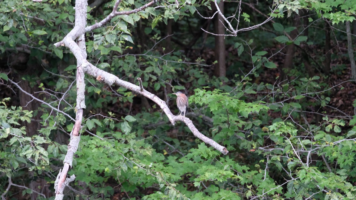 Green Heron - ML640468944
