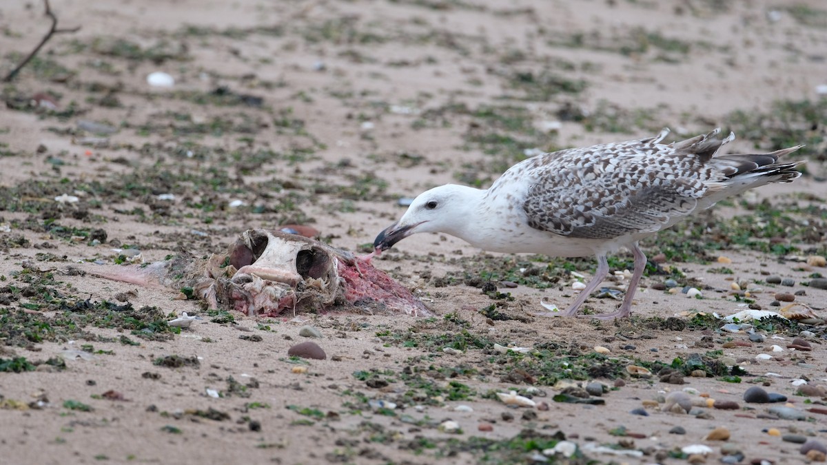Great Black-backed Gull - ML640468947
