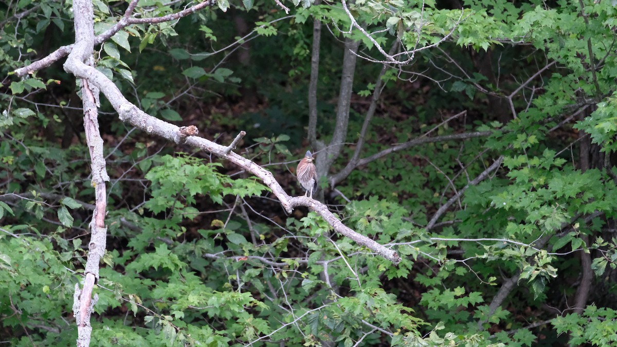 Green Heron - ML640468952