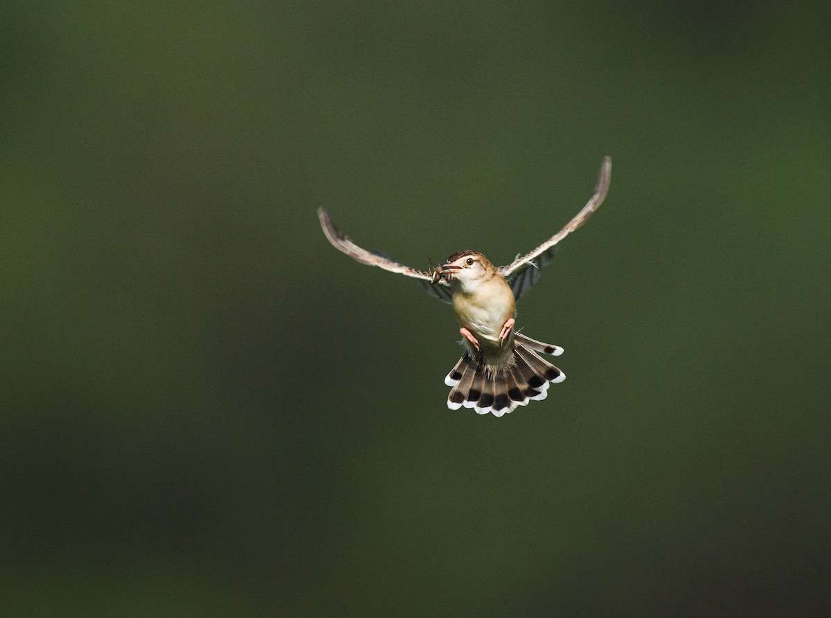 Zitting Cisticola - ML640468954